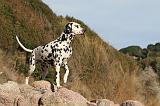 DALMATIEN 166